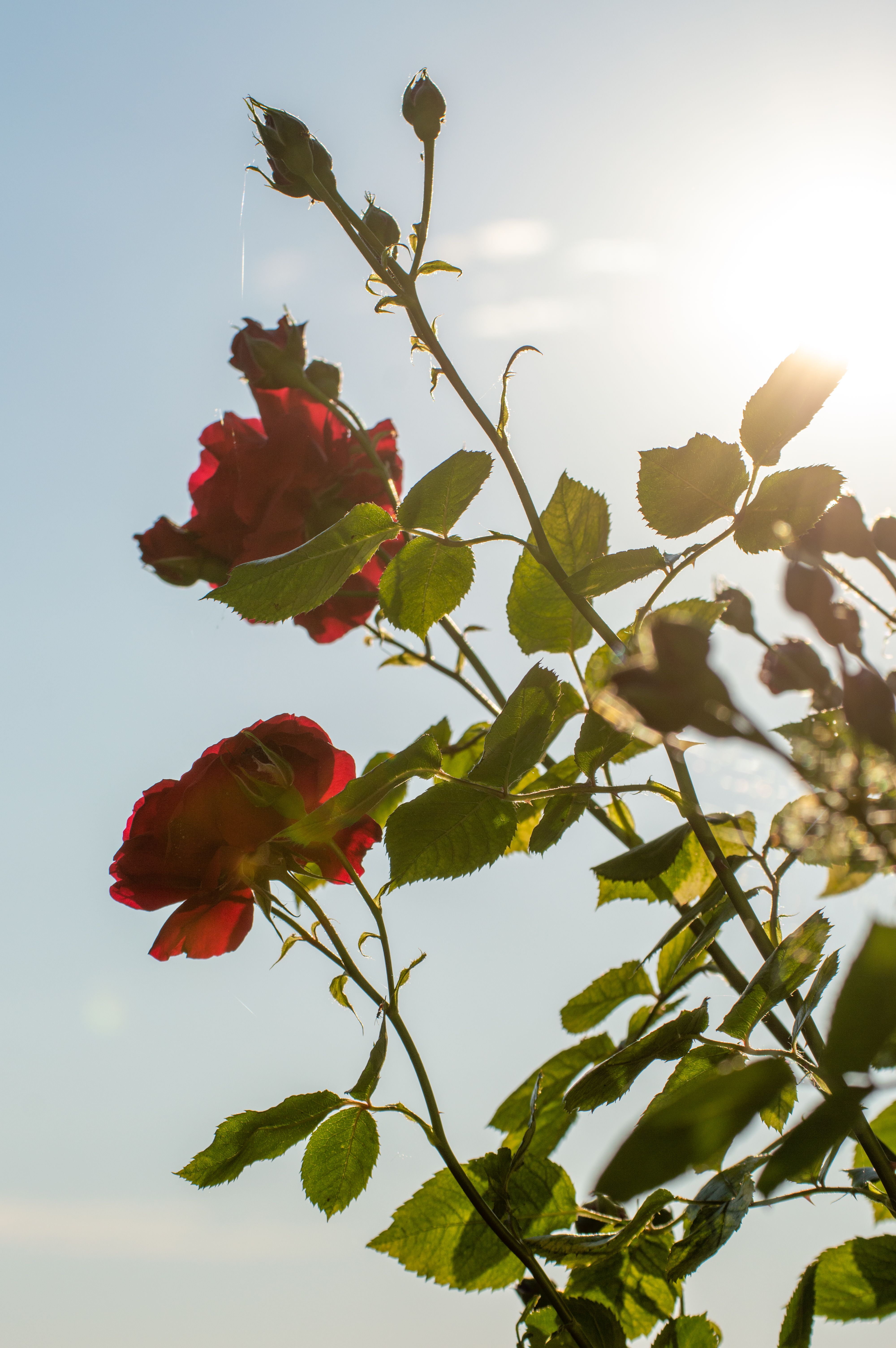 Low Angle Shot of Blooming Red Roses · Free Stock Photo