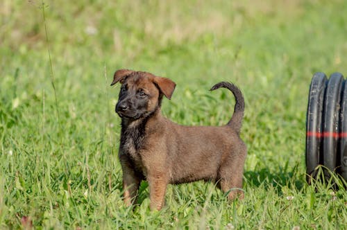 Close-Up Shot of a Puppy 