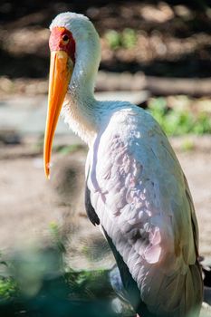 A vibrant yellow-billed stork standing gracefully in its natural outdoor habitat.