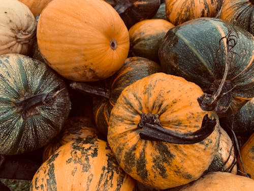 Free Close-up Photo of Bunch of Pumpkin  Stock Photo