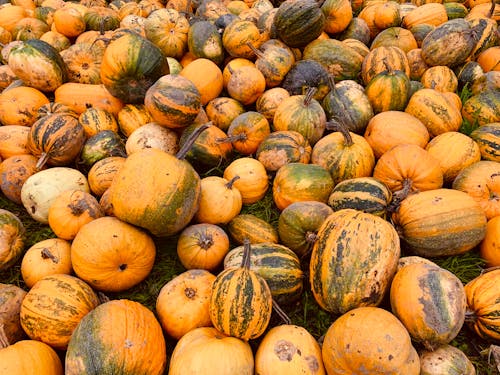 Free Bunch of Pumpkin  Stock Photo