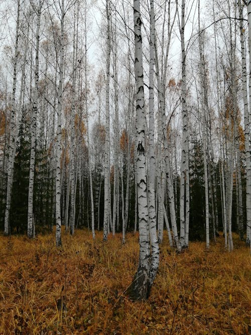 Gratuit Imagine de stoc gratuită din arbori, codru, crengi Fotografie de stoc