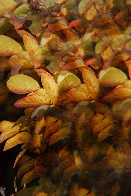 Yellow Leaves of a Plant