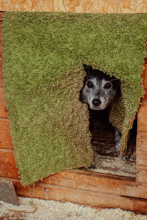 Cute Dog hiding inside a Shelter 