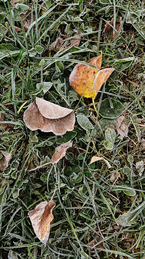 Foto d'estoc gratuïta de assecat, caigut, fulles