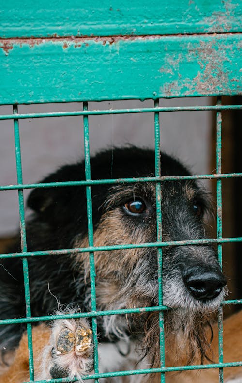 Free Cute Dog hiding inside a Cage Stock Photo