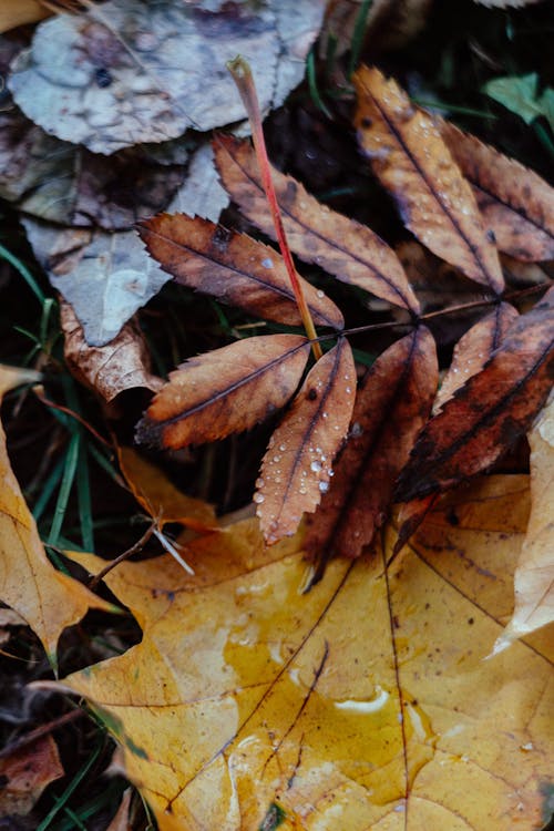 Free Close-up Photo of Brown Dried Leaves Stock Photo