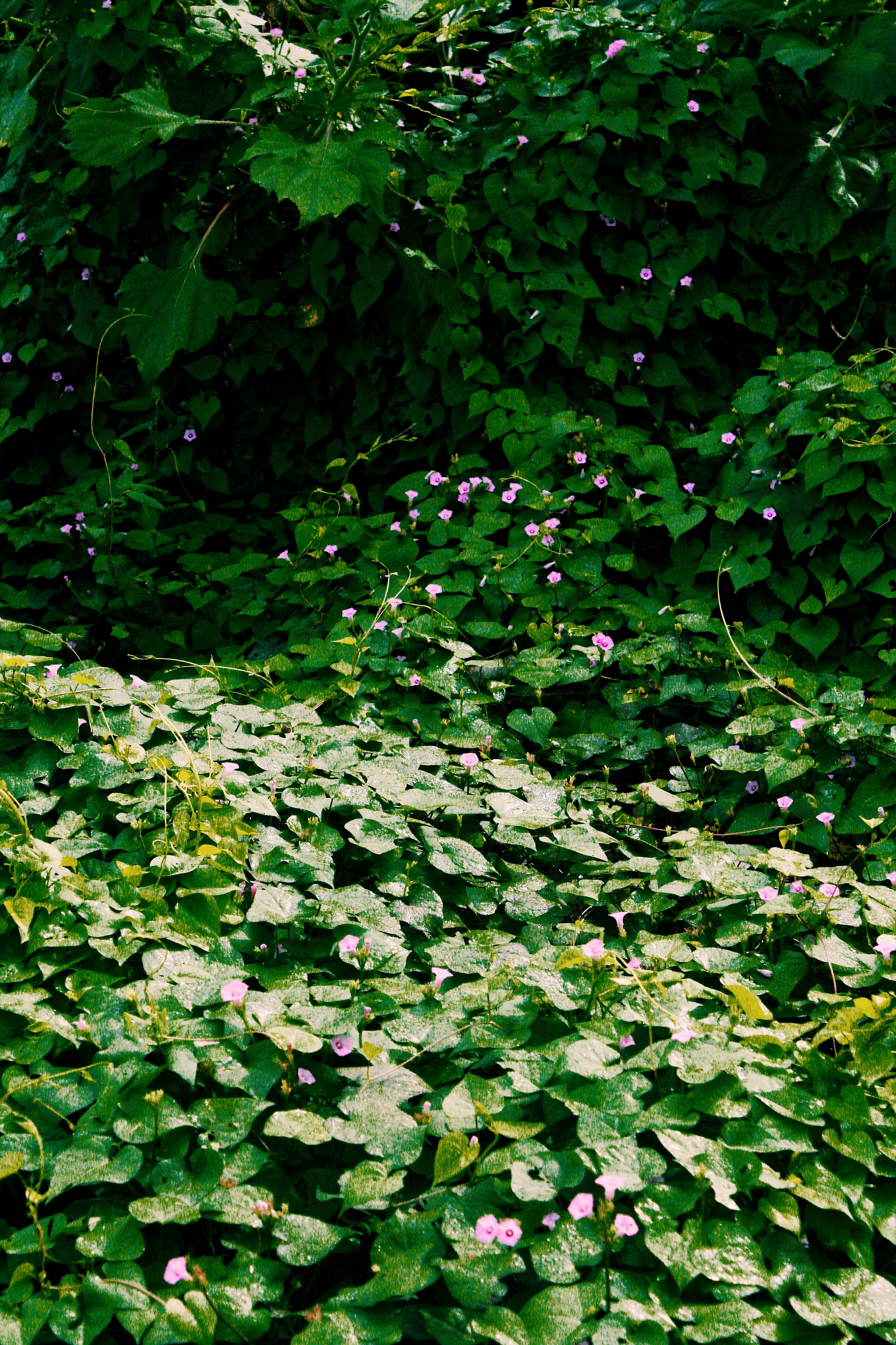 Shrubs in Forest in Sunlight · Free Stock Photo