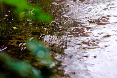 Free stock photo of autumn, dew, drops of water