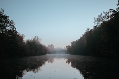 Photos gratuites de arbres, brouillard, crépuscule