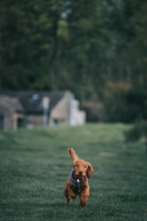 Foto profissional grátis de alegria, animação, animais de estimação