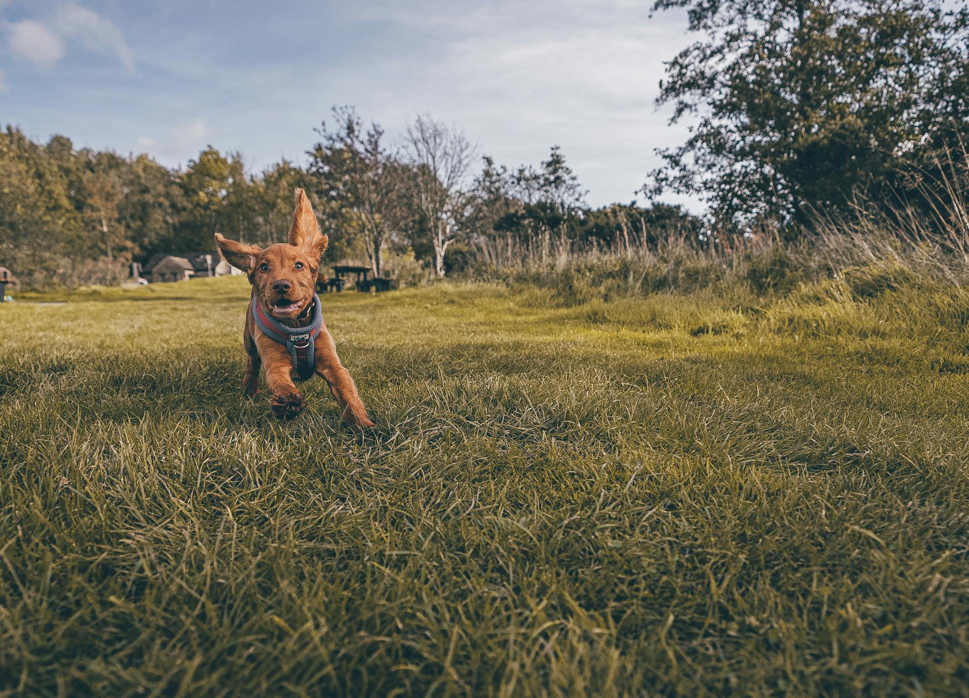 A Puppy Running on the Grass