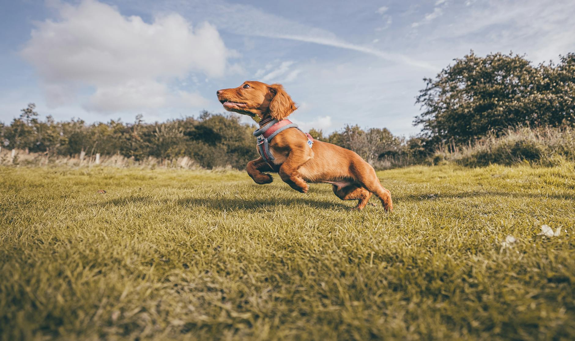 A dachshund joyfully leaping in a grassy field during a sunny day.
