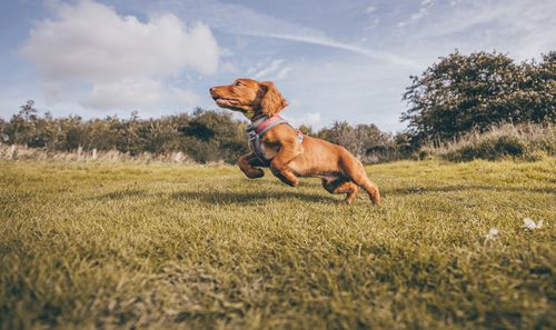 Free A dachshund joyfully leaping in a grassy field during a sunny day. Stock Photo