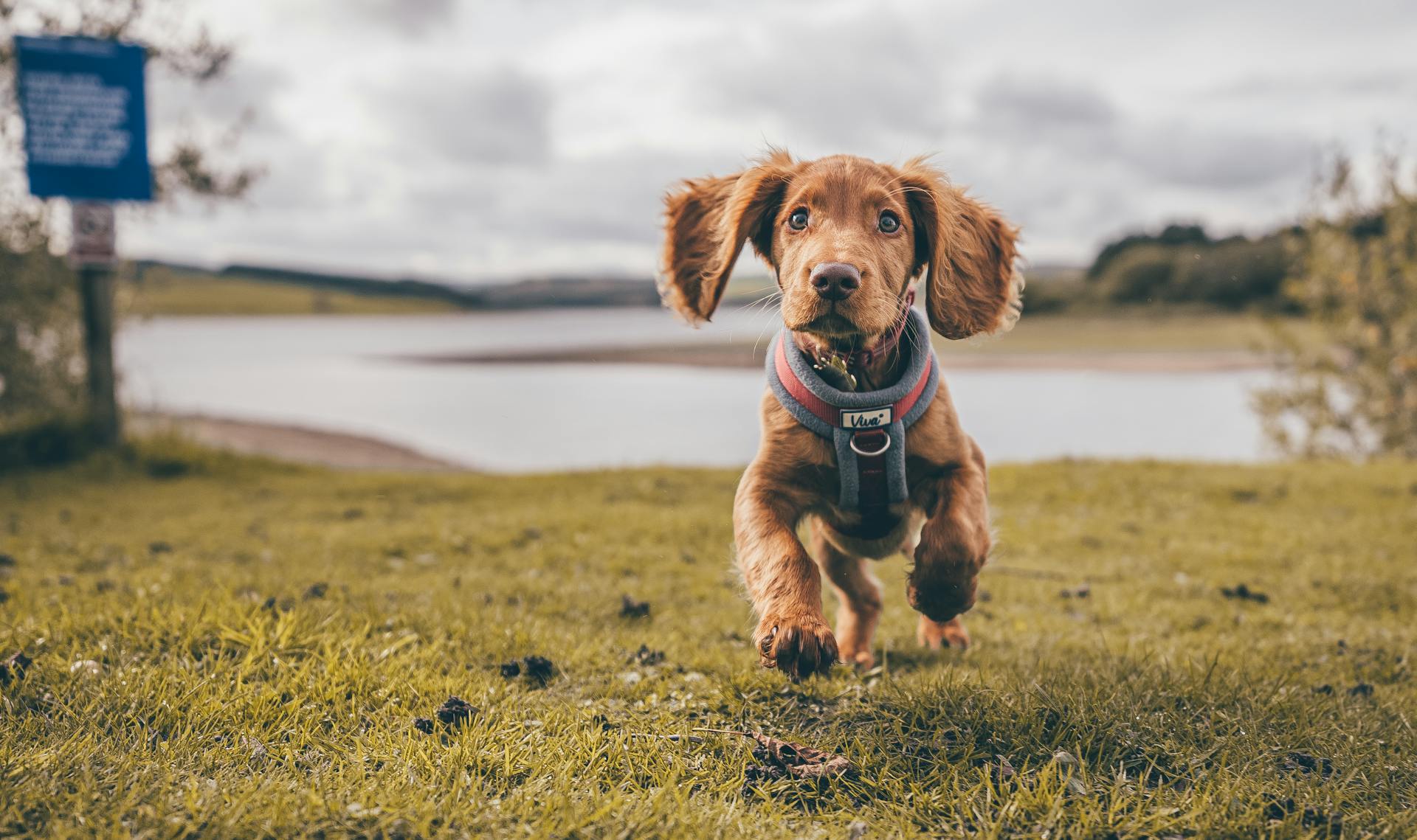 Cocker spaniel-puppy aan het rennen