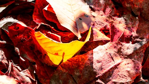 Free stock photo of autumn background, autumn color, autumn forest