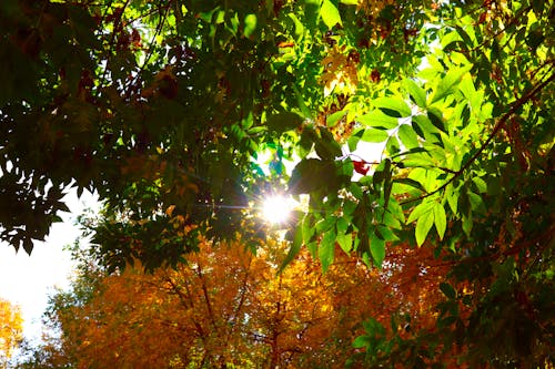 Free stock photo of autumn, brightsun, foliage