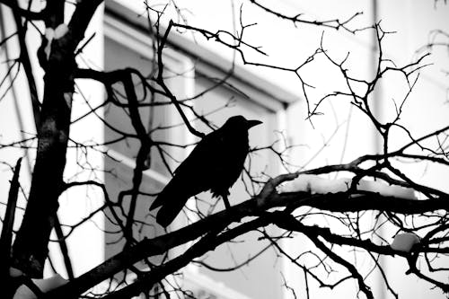 Black and White Photo of Raven Perched on Leafless Tree