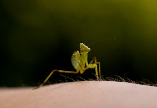 Green Praying Mantis on Human Skin
