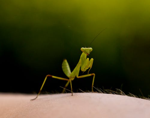 Gratis lagerfoto af baby bedende mantis, knæler