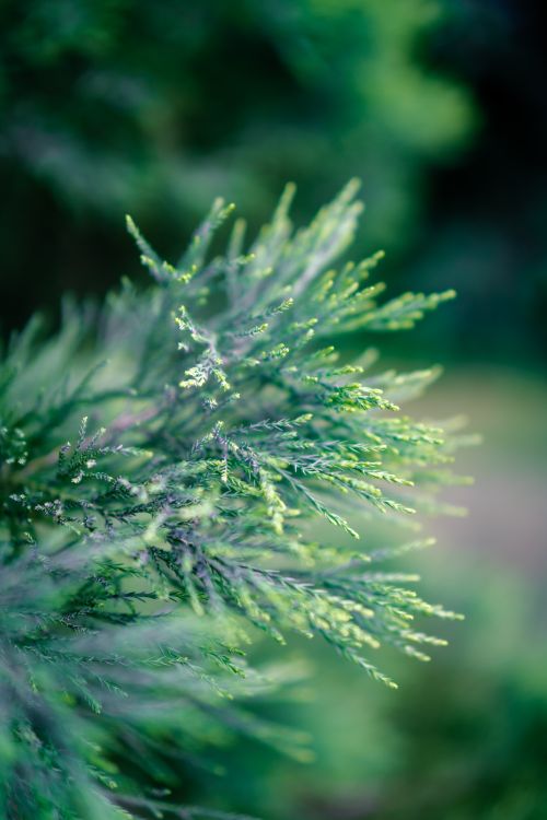Free Detailed view of a vibrant green conifer tree branch with soft focus foliage background. Stock Photo