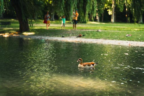 Free A peaceful park setting with a duck swimming in a pond while family enjoys the greenery. Stock Photo