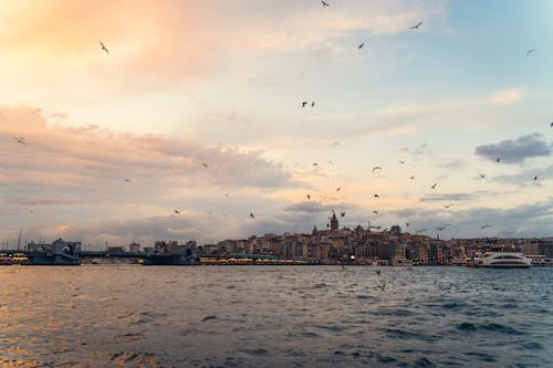 Birds Flying over the Ocean during Sunset