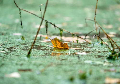 Free stock photo of autumn atmosphere, leaf, swamp