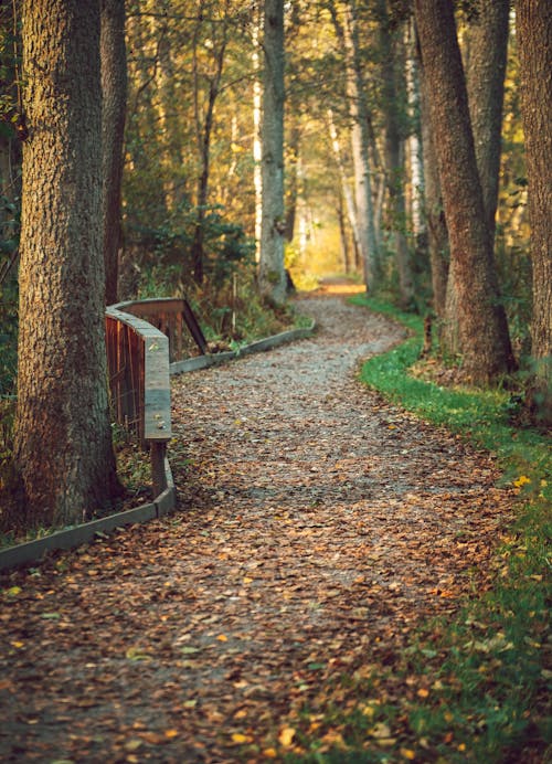 Path in a Forest in Fall 