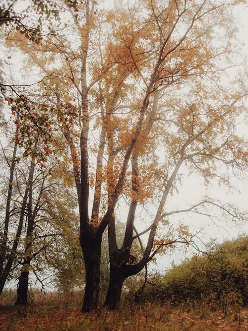 Photos gratuites de arbres, atmosfera de outono, bois