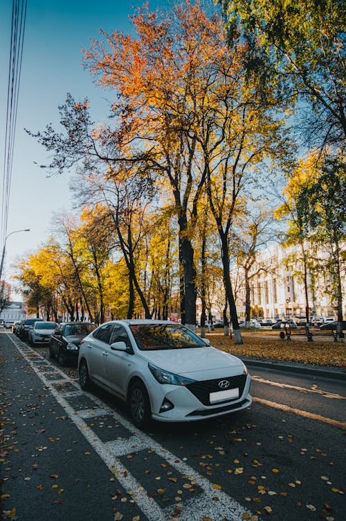 A Cars Parked on the Street Near the Trees