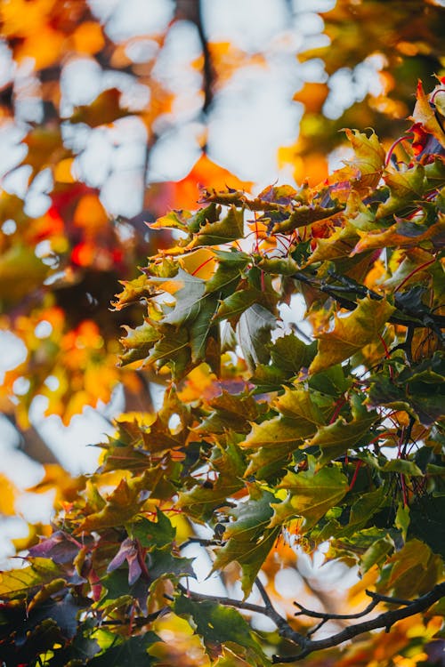 Tree with Leaves Turning Yellow