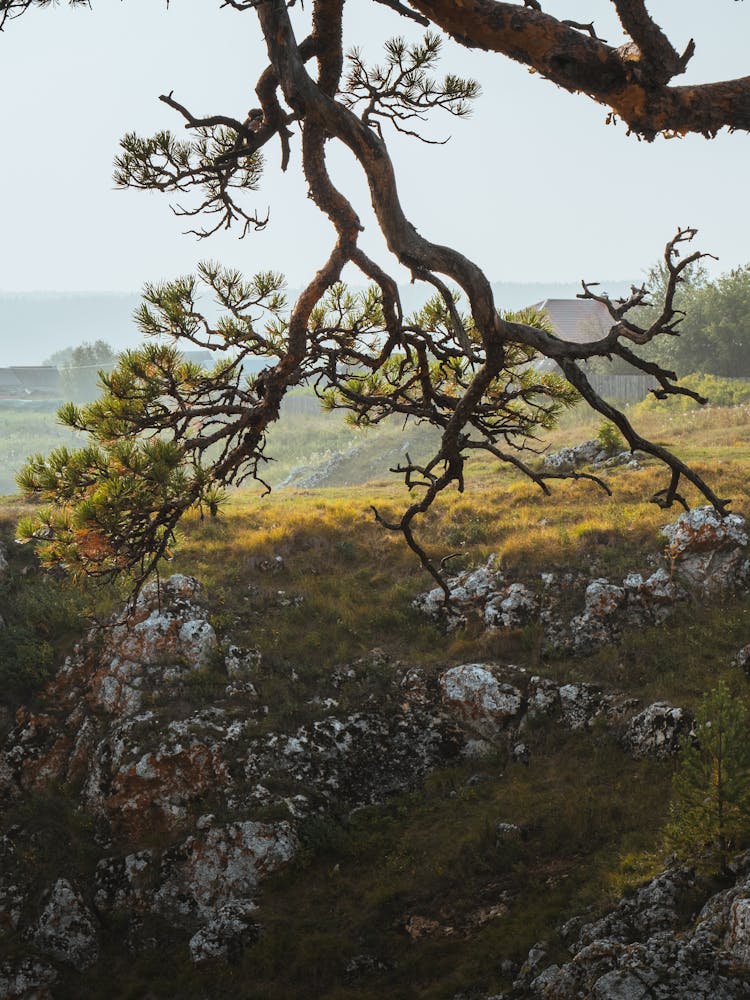 Old Tree Growing In Mountains Landscape