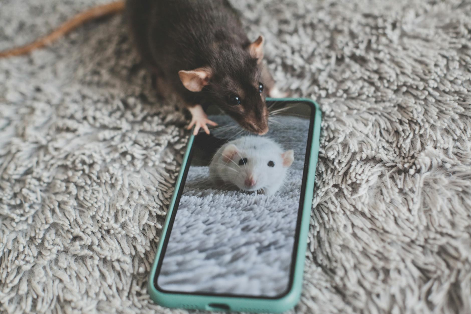 Healthcare and wellness consultation for a rat
