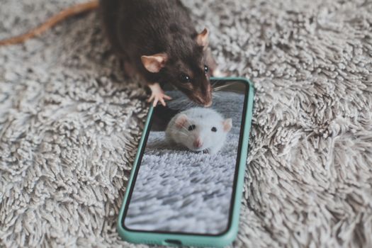 A curious rat examines its own reflection on a smartphone screen.
