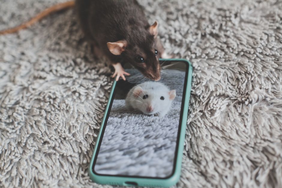 Twitter Smells A Password Snatching Rat Twitter Smells A Password Snatching Rat