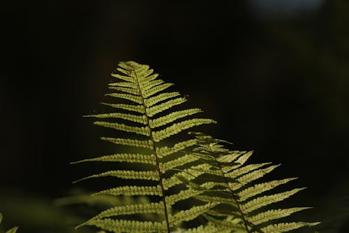 Gratis Fotos de stock gratuitas de belleza natural, botánica, botánico Foto de stock