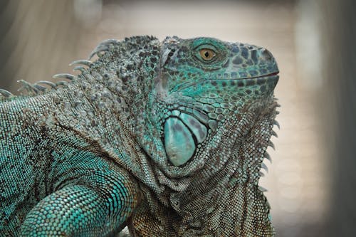 Foto profissional grátis de animal, balanças, escamosa