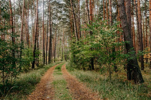 бесплатная Бесплатное стоковое фото с высокие деревья, заводы, лес Стоковое фото