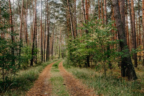 A Narrow Pathway Between Tall Trees in the Forest