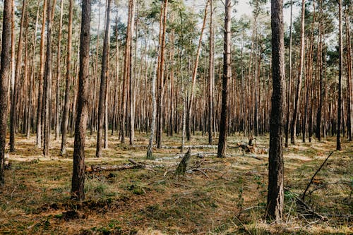 Безкоштовне стокове фото на тему «високі дерева, краєвид, ліс»