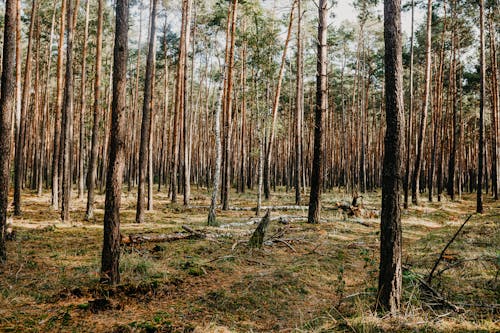 Foto d'estoc gratuïta de arbres alts, baguls, bosc