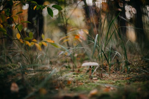 Darmowe zdjęcie z galerii z blured, drzewa, grzyb