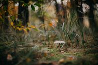 A Mushroom in a Forest Blurred Background
