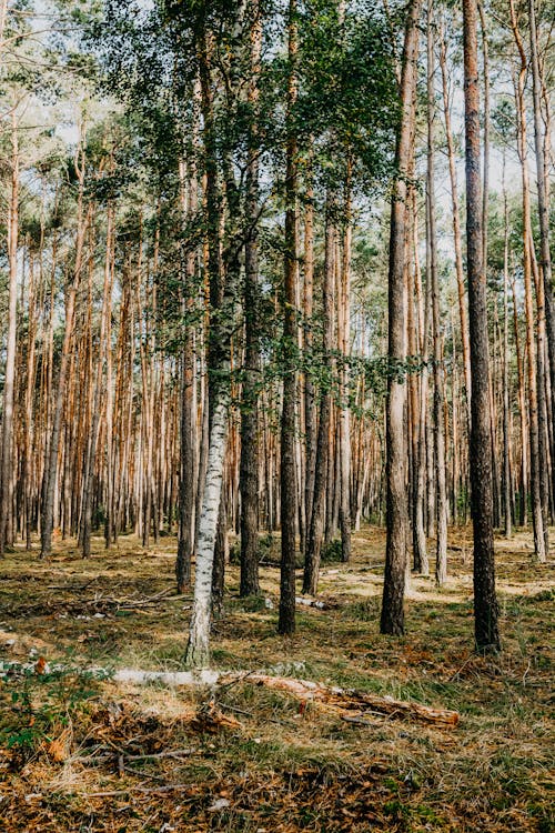 Základová fotografie zdarma na téma fotografie přírody, kmeny, kůra