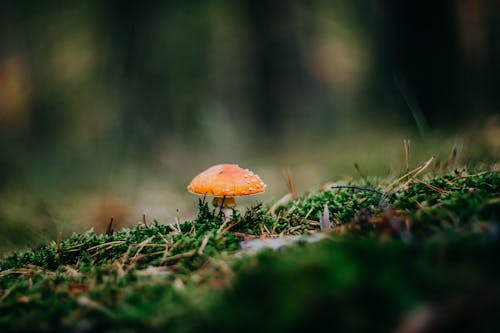 Orange Mushroom in Green Grass