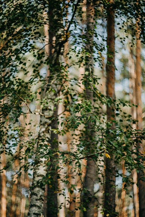 Ingyenes stockfotó fa, függőleges lövés, gyár témában