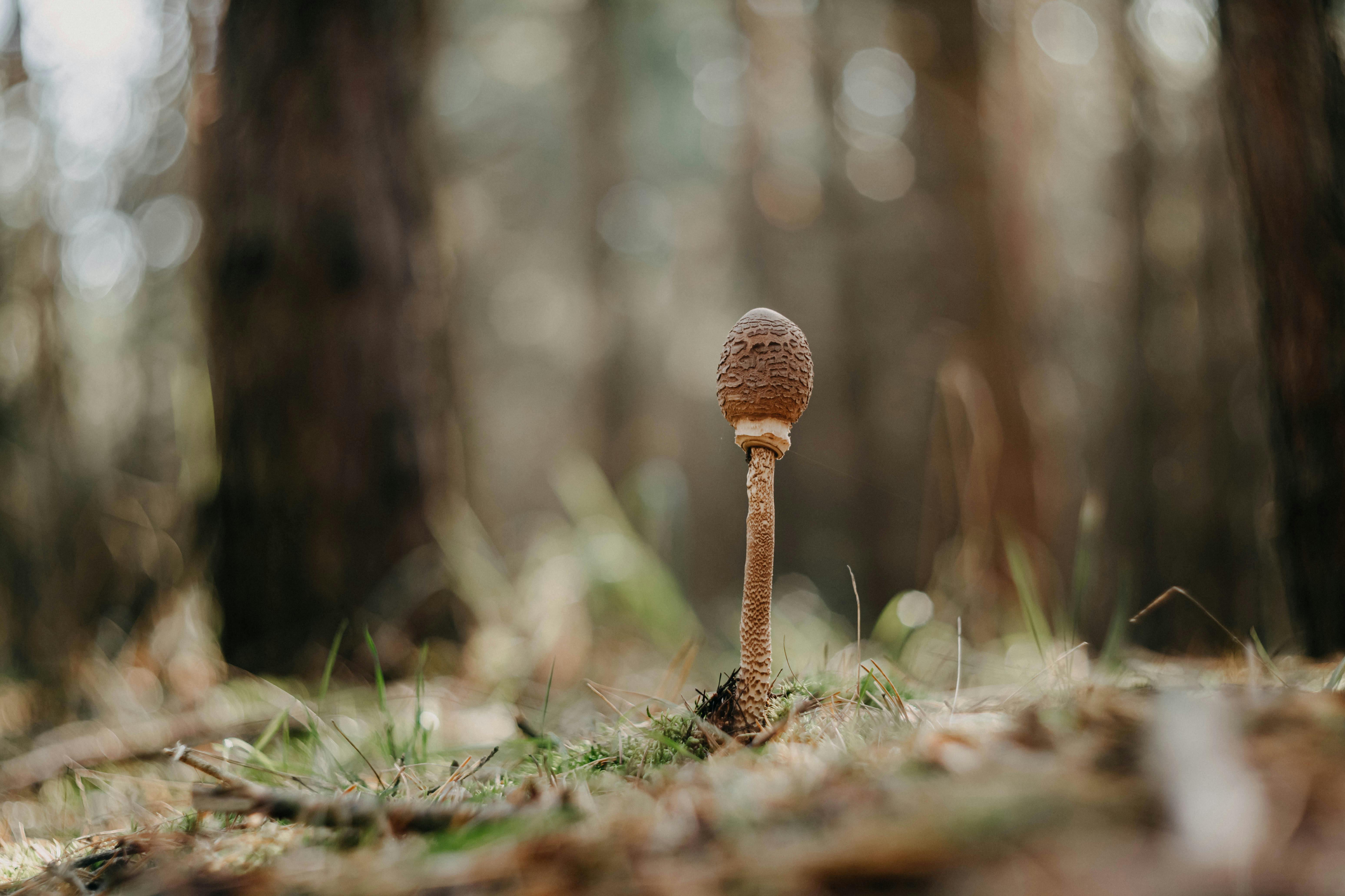 a mushroom in a forest