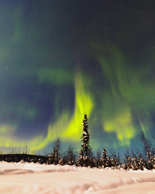 Free Fotos de stock gratuitas de árboles verdes, Aurora boreal, auroras boreales Stock Photo