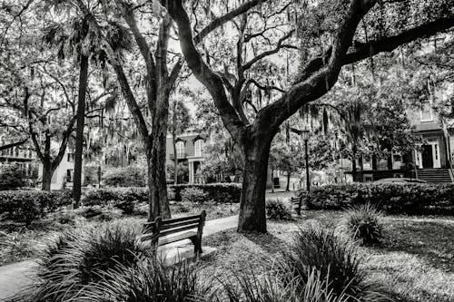 Foto profissional grátis de árvores, assentos, cidade